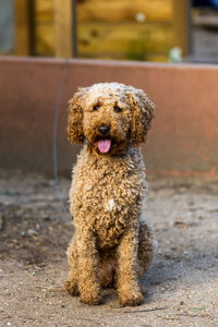 Portrait of dog running on field