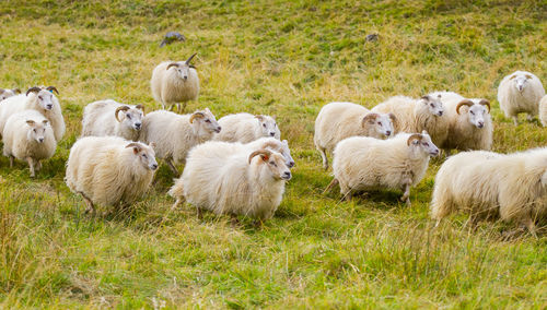 Sheep grazing on field