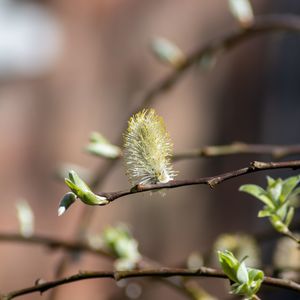 Close-up of willow plant