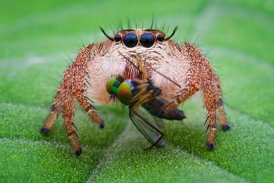 Close-up of spider