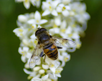 Close-up of bee pollinating on flower