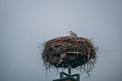 Low angle view of birds perching on nest