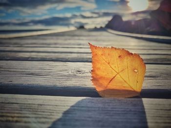 Close-up of dry autumn leaves on wood