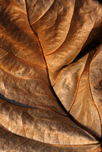 Full frame shot of dried leaf