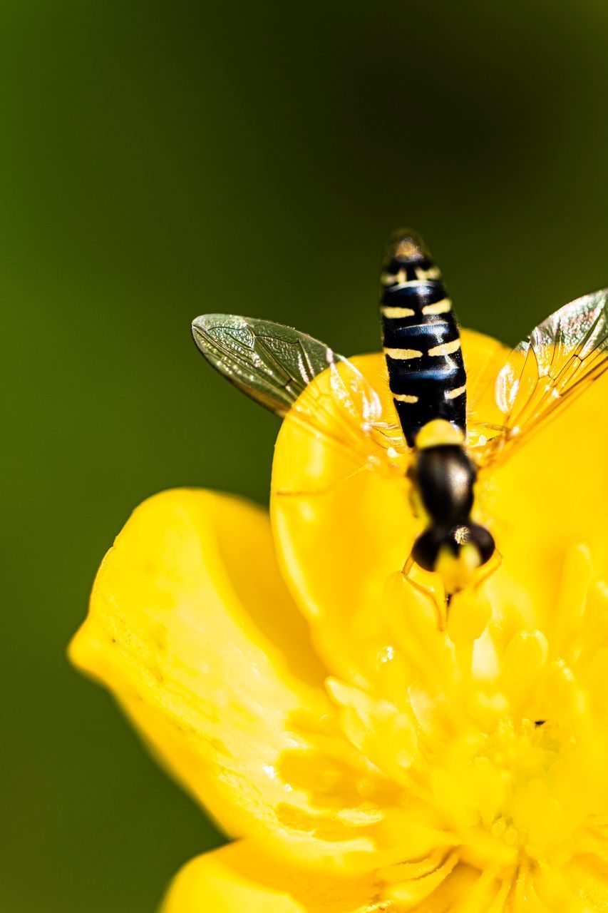 CLOSE-UP OF BUTTERFLY POLLINATING ON FLOWER