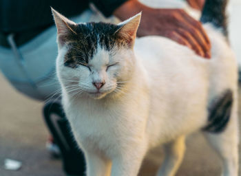 Close-up of cat