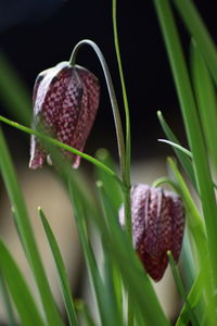 Close-up of purple flower plant