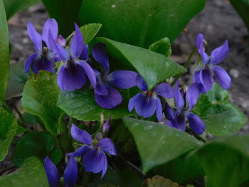 Close-up of purple flowering plants