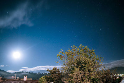 Low angle view of tree against sky at night