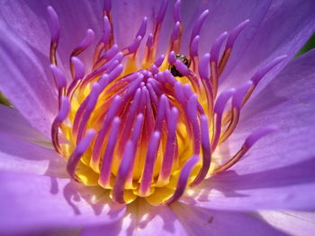 Pink lotus with bee