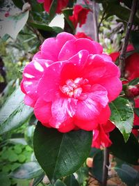 Close-up of red flowers