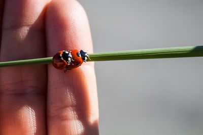 Close-up of ladybug on hand