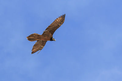 Bearded vulture gypaetus barbatus also known as lammergeier or bearded vulture flying in china