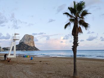 Scenic view of palm trees on beach against sky