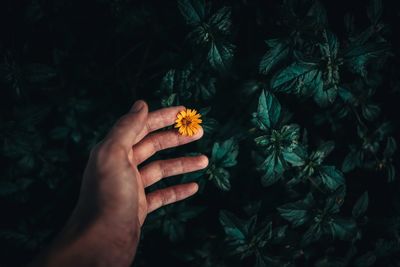 Close-up of hand holding yellow flower at night