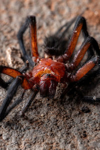 High angle view of insect