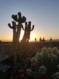 Cactus plant against clear sky during sunset