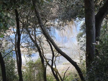 Trees growing in forest