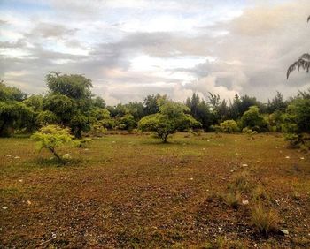 Trees on field against cloudy sky