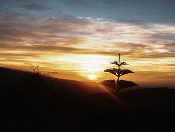 Silhouette plant on land against sky during sunset