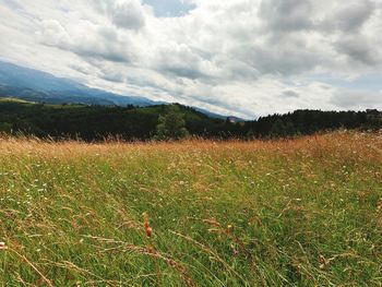 Scenic view of field against sky