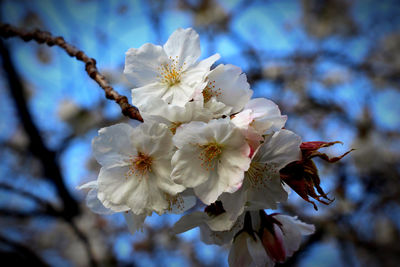Close-up of white cherry blossom tree