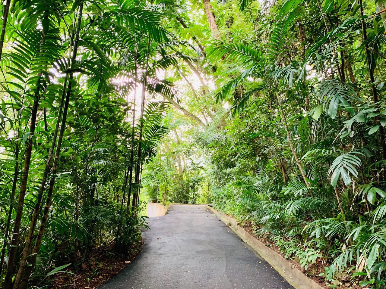 VIEW OF EMPTY ROAD IN FOREST