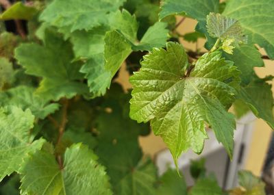 Close-up of fresh green leaves