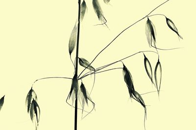 Low angle view of birds perching on plant against sky