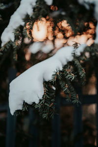 Close-up of pine tree on snow covered field