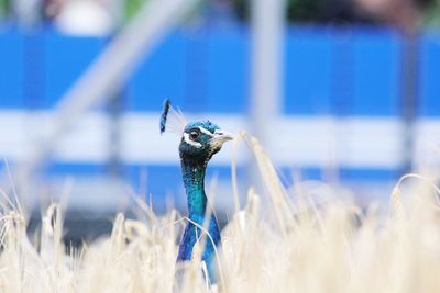 Peacock in field