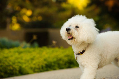 Close-up of hairy dogs