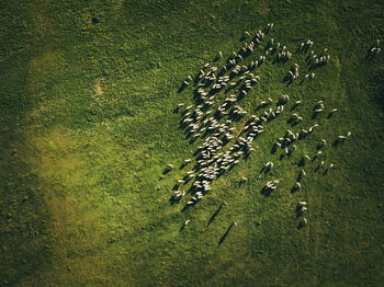 High angle view of flock of sheep on field