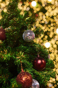 Close-up of christmas tree