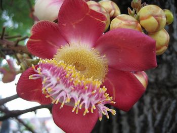 Close-up of pink flowers blooming outdoors