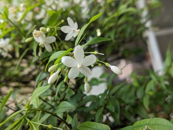 Close-up of white flowering plant