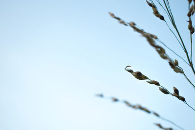 Low angle view of bird perching on branch against clear sky