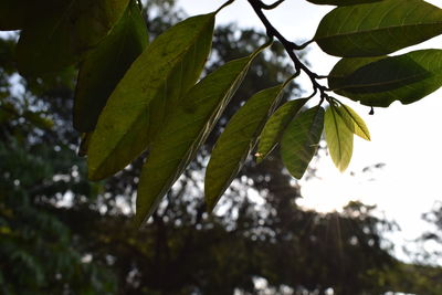 Low angle view of tree branch against sky