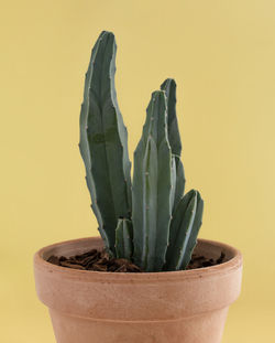Close-up of succulent plant against wall