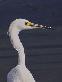 Close-up of white bird