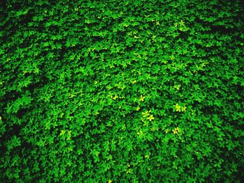 Full frame shot of ivy growing on grass
