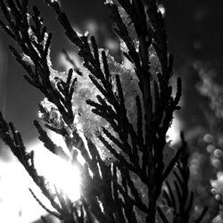 Close-up of snow covered plants against sky