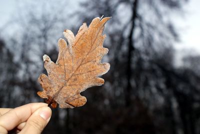 Close-up of hand holding maple leaf