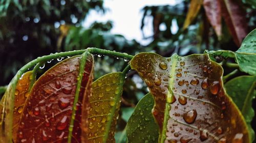 Close-up of wet plant leaves during rainy season