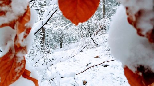 Close-up of frozen tree during winter