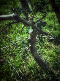 Close-up of tree in forest