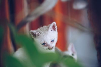 Close-up of cat looking away