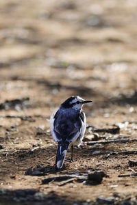 Close-up of bird in shinjuku gardens