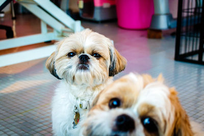 Close-up portrait of dogs