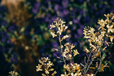 Close-up of flowering plant on field